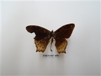 藏品(大幽眼蝶)的圖片